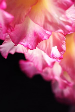 Gladiolus Petals In Pink